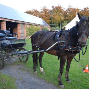 WebZ Single Harness - Full Size