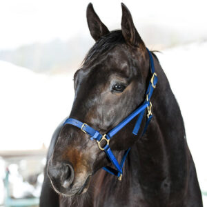 Finn-Tack nylon Yankee halter with open nose