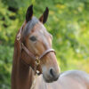American quality Leather Halter - Afbeelding 2