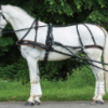WebZ Single Harness - Full Size - Afbeelding 2