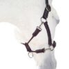Silver Crown Licol/ Halter Grooming - Afbeelding 2