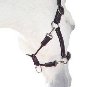 Silver Crown Licol/ Halter Grooming