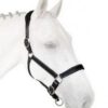 Silvercrown Licol / Halter La Baule - Afbeelding 2