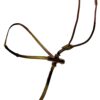 Silver*Crown Martingale M01B - Afbeelding 2