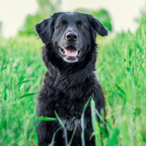 Accessoires voor honden