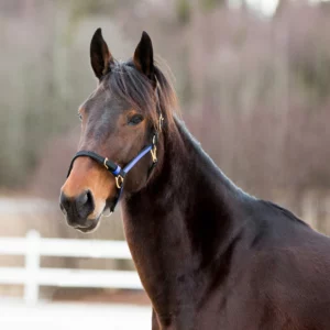 JP Saddlery -  Finntack Nylon Halster met opengaande neusriem
