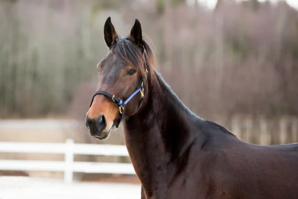 JP Saddlery -  Finntack Nylon Halster met opengaande neusriem