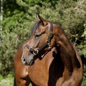 JP Saddlery - Finntack Nylon halster opengaande neusriem