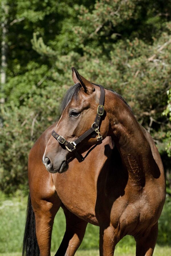 JP Saddlery - Finntack Nylon halster opengaande neusriem