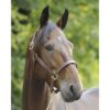 JP Saddlery - American Quality lederen halster - Afbeelding 2