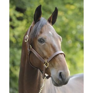 JP Saddlery - American Quality lederen halster