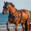 JP Saddlery - Menhoofdstel Webz - Zilco - Afbeelding 2