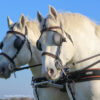 JP Saddlery - Menhoofdstel Webz - Zilco - Afbeelding 3