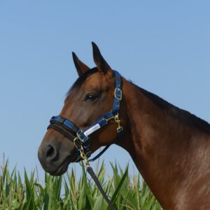 JP Saddlery - nylon halster met reflecterende stikking by Stubben