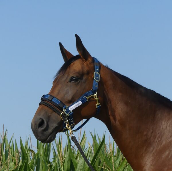 JP Saddlery - nylon halster met reflecterende stikking by Stubben