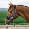 JP Saddlery - nylon halster met reflecterende stikking by Stubben - Afbeelding 3